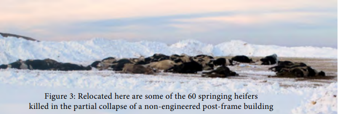 Heifers that were killed in a barn collapse that did not have engineered plans for pole barn.